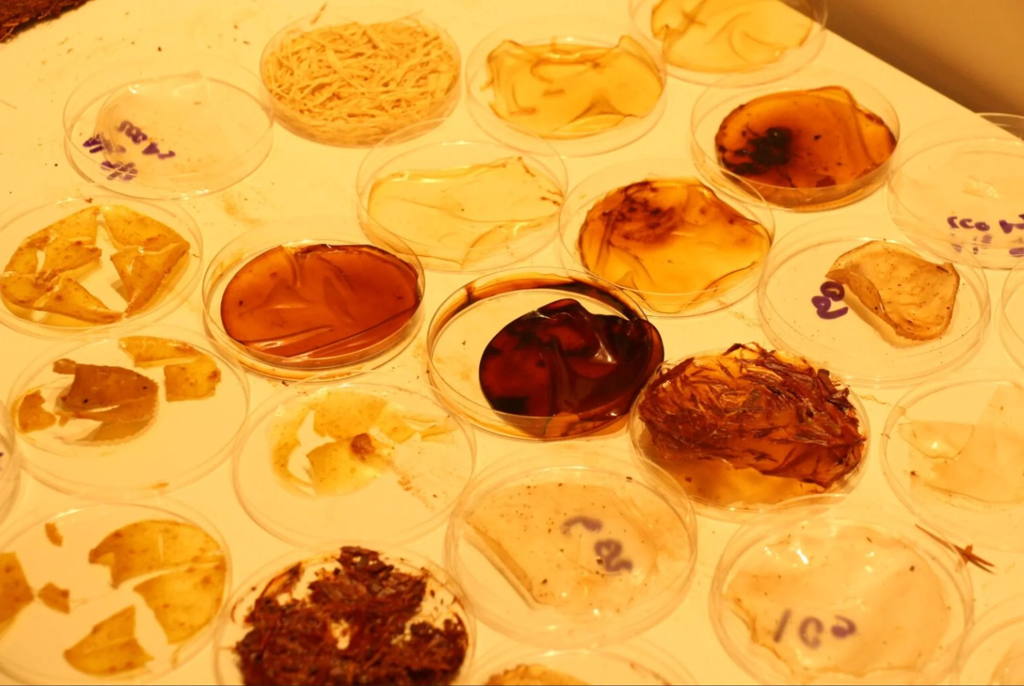 Amostras de biomateriais com algas, laranja e café